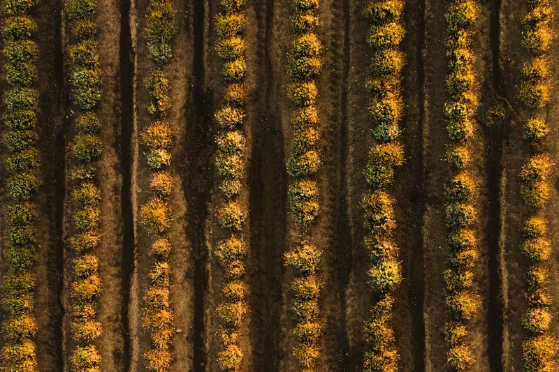 Aerial view of fruit trees in flowering rows