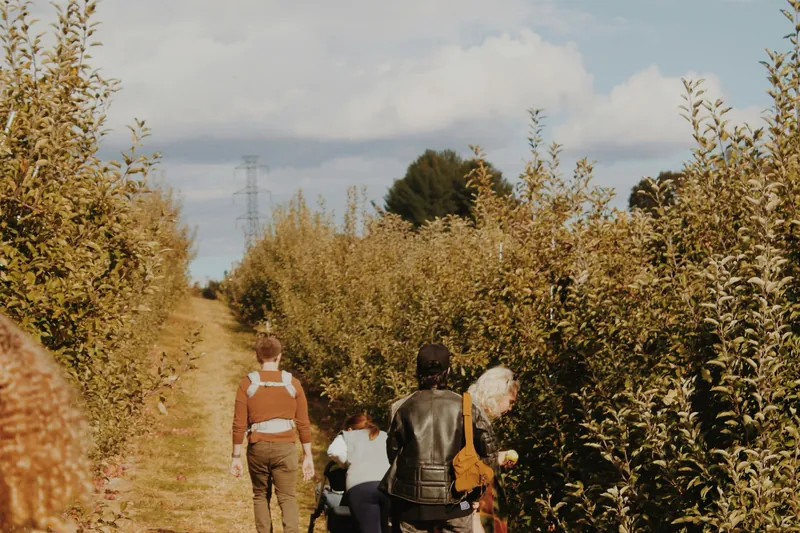 Workers walking a track between orchard blocks