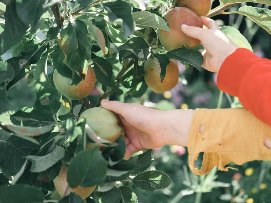 Hands picking fruit from a branch