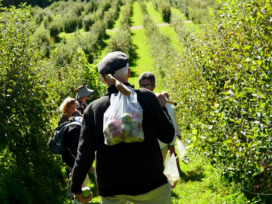 A harvest crew moving through an orchard with picking bags