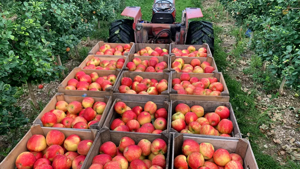 Filled fruit bins staged behind a tractor at the end of an orchard row