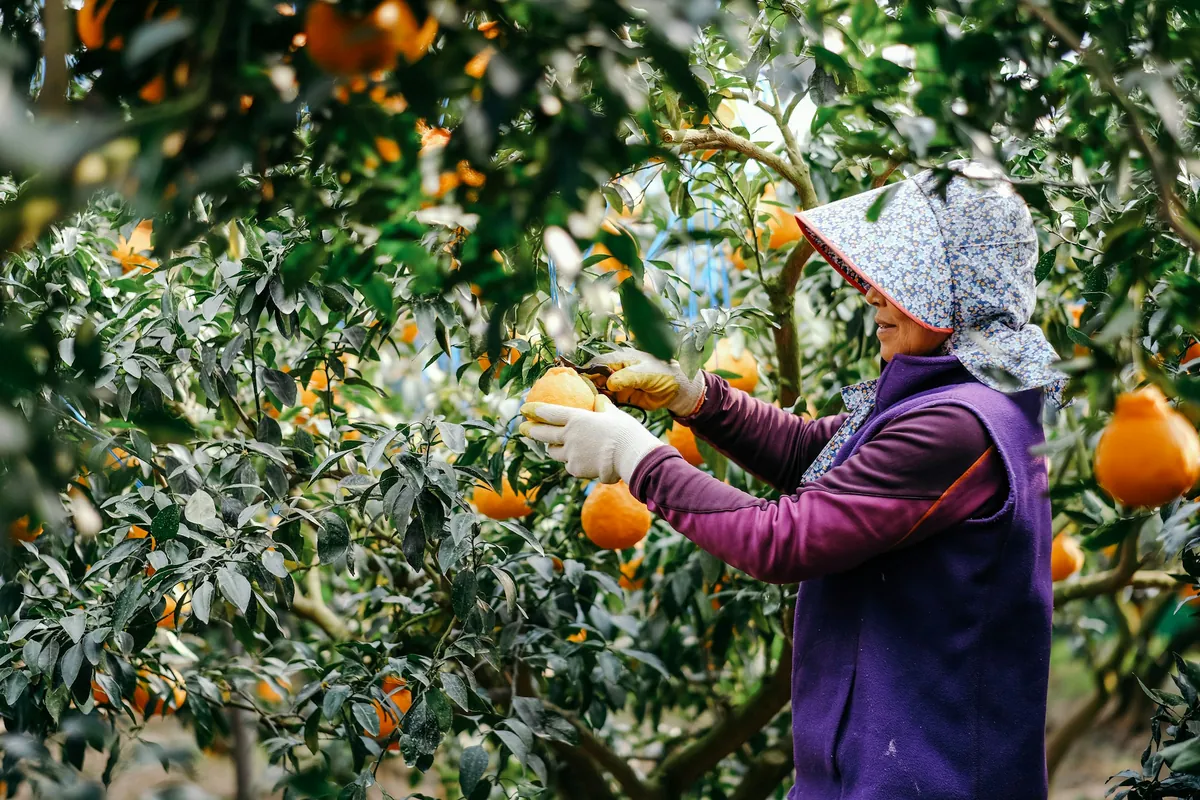 A worker harvesting fruit into a picking bag
