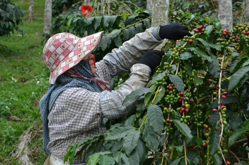 A worker in protective clothing and sun hat harvesting fruit